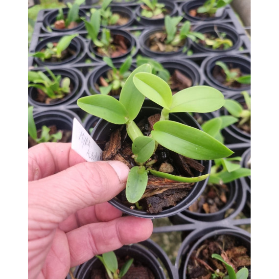 Myrmecophylla Albopurpurea - Seedling