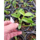 Myrmecophylla Albopurpurea - Seedling