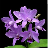 Cattleya Bowringiana Coerulea - AD
