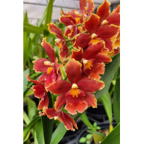 Odontocidium Wine Fest - Com Haste Floral