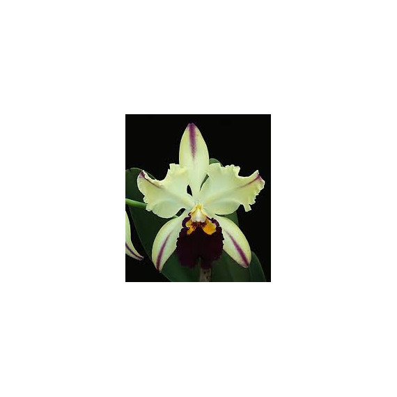 Blc. Ann Cleo "Lea" - T3