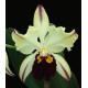 Blc. Ann Cleo "Lea" - T3
