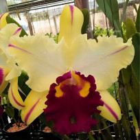 Blc. Ann Cleo "Lea" - T3