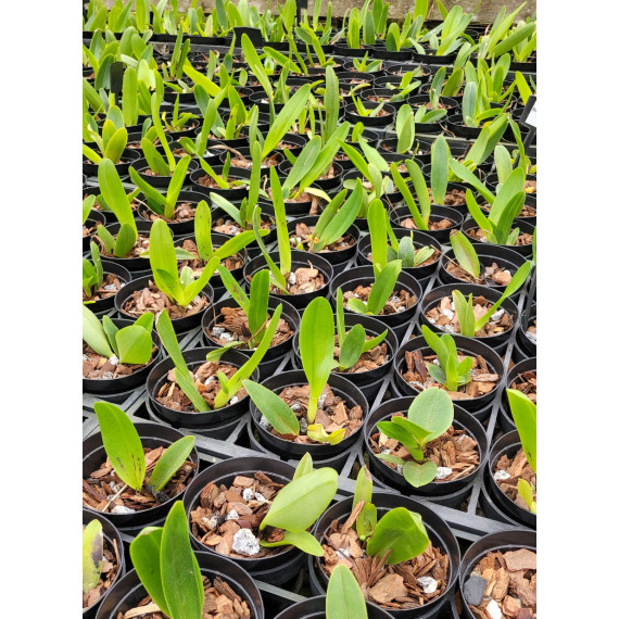 Blc. Ann Cleo "Lea" - T3