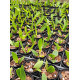 Blc. Ann Cleo "Lea" - T3
