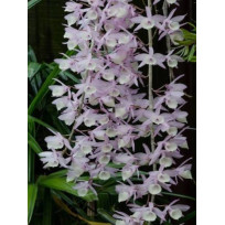 Dendrobium Aphyllum no Cachepô com alça