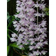 Dendrobium Aphyllum - Pre Adulta