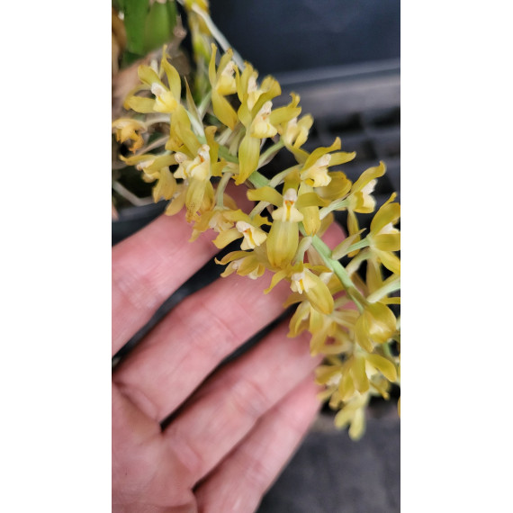 Gomesa Recurva (orquidea palhacinho) - AD