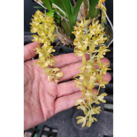 Gomesa Recurva (orquidea palhacinho) - AD
