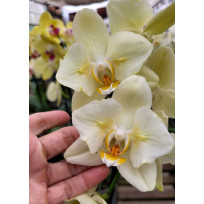 Phalaenopsis Green Apple Trilabelo -  AD