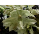Clowesia Russeliana - AD