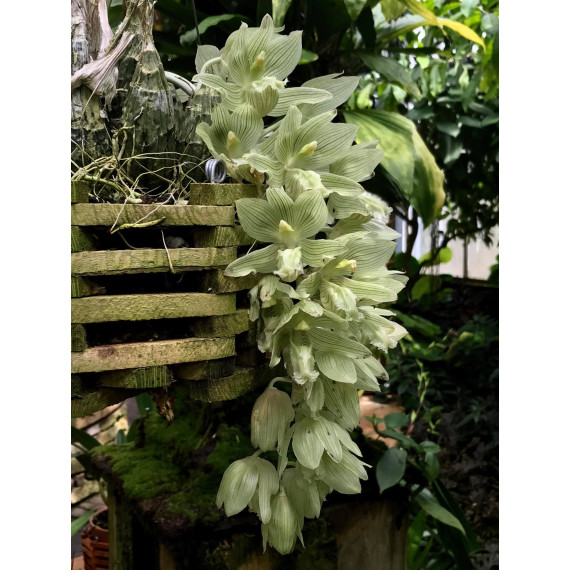Clowesia Russeliana - AD