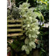 Clowesia Russeliana - AD