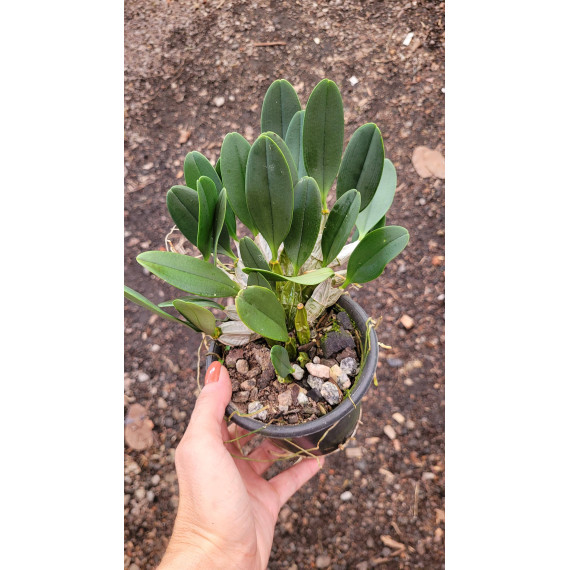 Dendrobium Agregatum TOUCEIRINHA