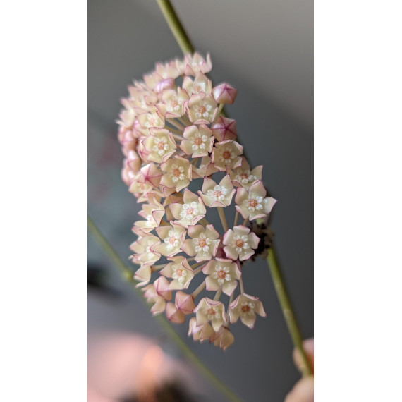 Flor de Cera Hoya Macrophyla