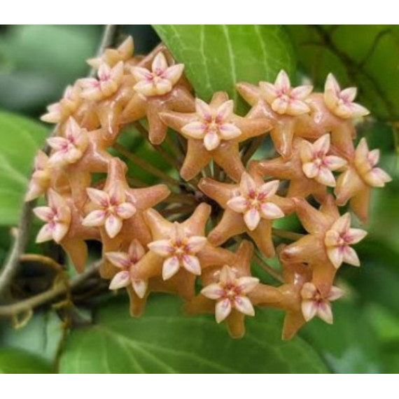 Flor de Cera (Hoya Fitchii) Muda 20 a 30 cm