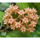 Flor de Cera (Hoya Fitchii) Muda 20 a 30 cm