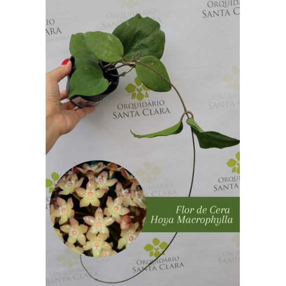 Hoya Macrophyla