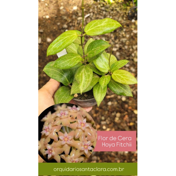 Flor de Cera (Hoya Fitchii) Muda 20 a 30 cm