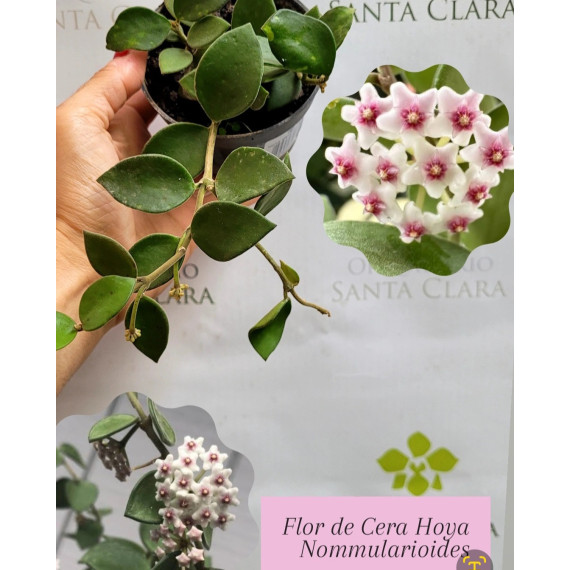 Flor de Cera (Hoya Nommularioides) 30 cm