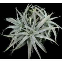 Ortophyttum Pewter (cinza)