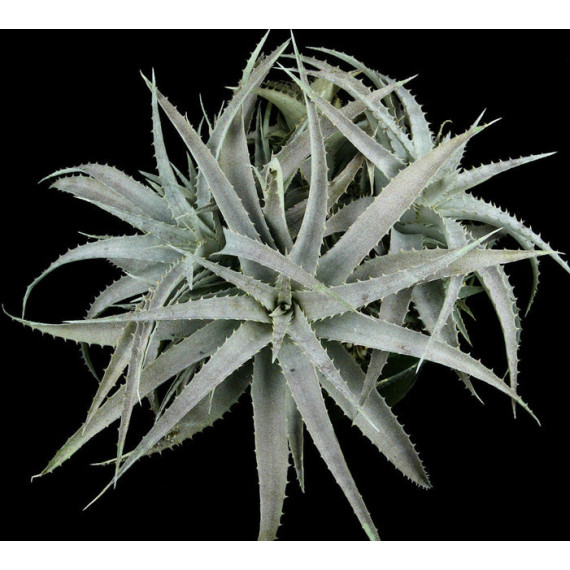Ortophyttum Pewter (cinza)
