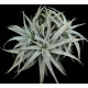 Ortophyttum Pewter (cinza)