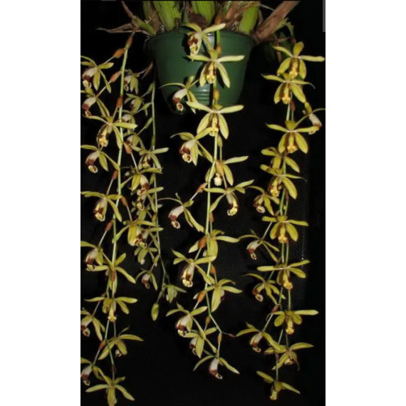 Coelogyne Massangeana - AD