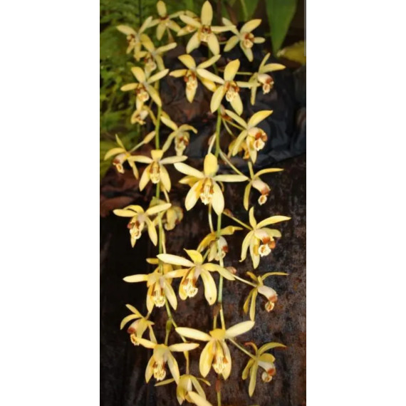 Coelogyne Massangeana - AD