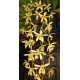 Coelogyne Massangeana - AD