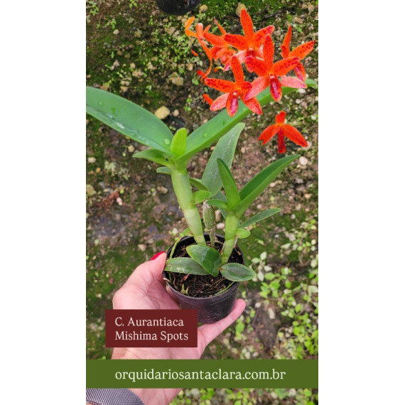 Cattleya Aurantiaca Mishima Spots - Muda