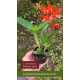 Cattleya Aurantiaca Mishima Spots - Muda