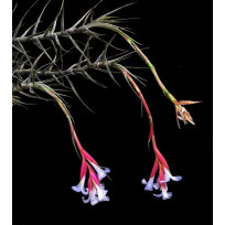 Tilandsia Oliverae