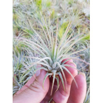 Tilandsia Ionanta Ionantha