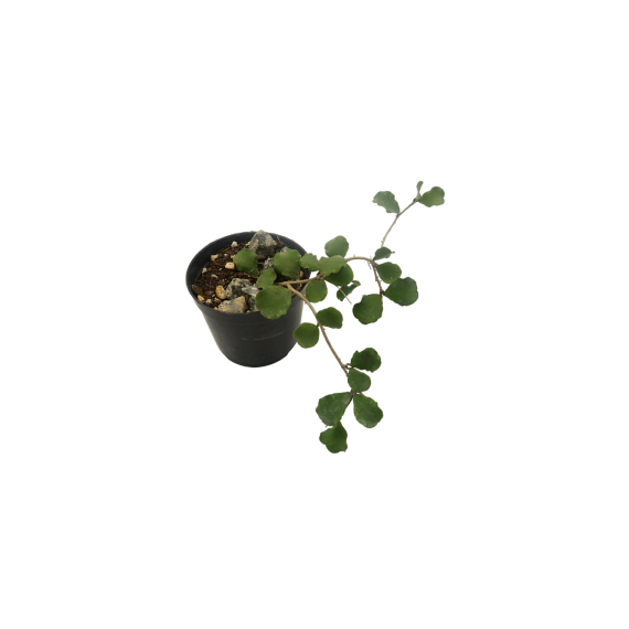 Flor de Cera (Hoya Kanyakumariana) - 10 cm