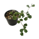 Flor de Cera (Hoya Kanyakumariana) - 10 cm