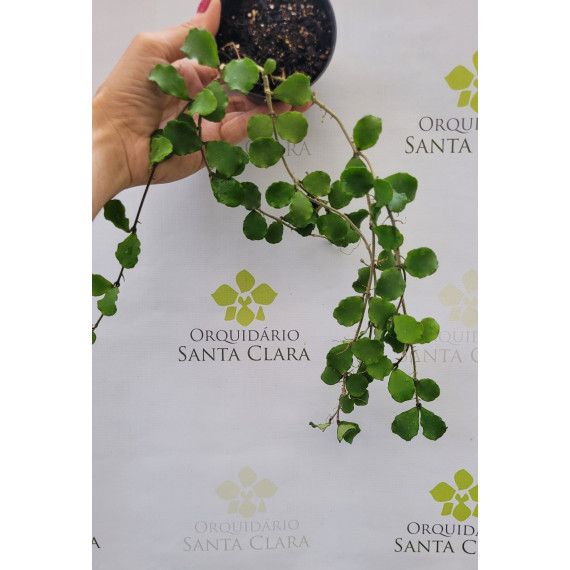 Flor de Cera (Hoya Kanyakumariana) - 10 cm