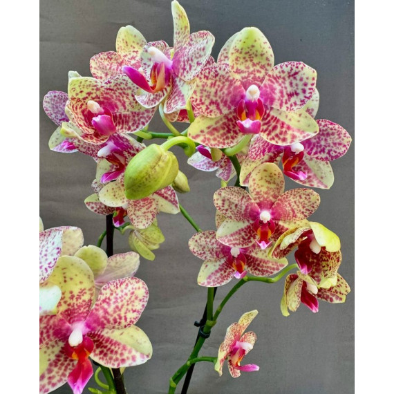 Phalaenopsis Anthura Grosseto - Com Haste Floral