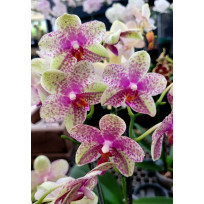 Phalaenopsis Anthura Grosseto - Com Haste Floral