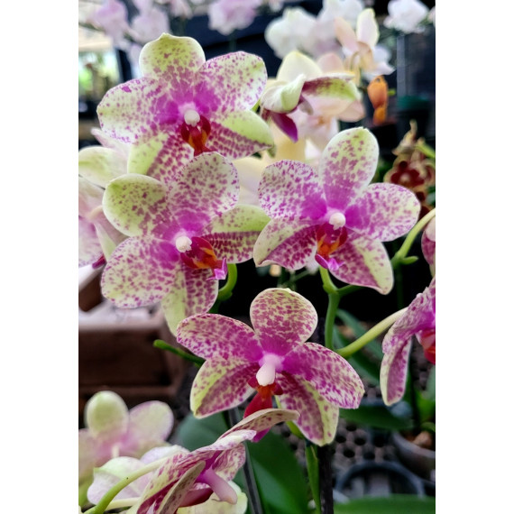 Phalaenopsis Anthura Grosseto - Com Haste Floral