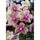 Phalaenopsis Anthura Grosseto - Com Haste Floral