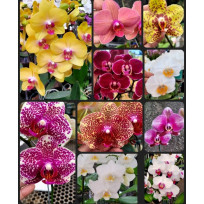 Kit Mudas Phalaenopsis - 3 unidades