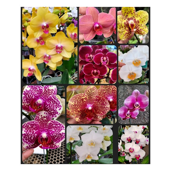 Kit Mudas Phalaenopsis - 3 unidades