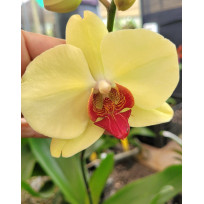 Phalaenopsis Lianher Golden Beauty - AD