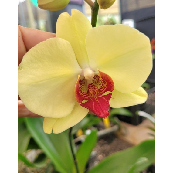 Phalaenopsis Lianher Golden Beauty - AD