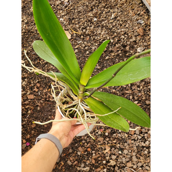 Phalaenopsis Lianher Golden Beauty - AD