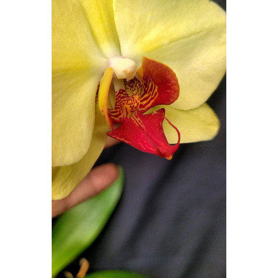 Phalaenopsis Lianher Golden Beauty - AD