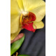 Phalaenopsis Lianher Golden Beauty - AD