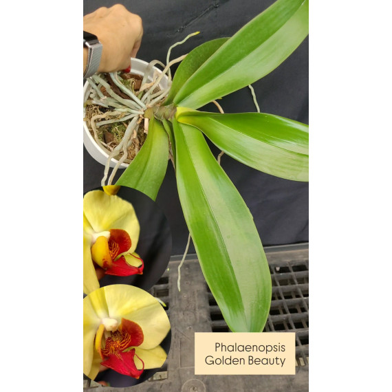 Phalaenopsis Lianher Golden Beauty - AD