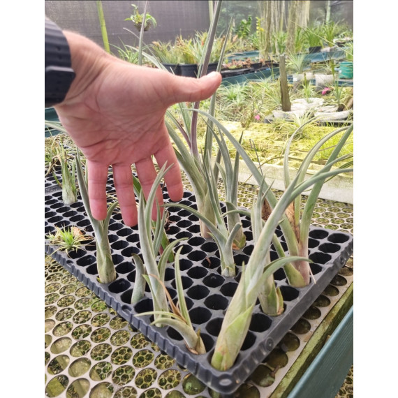 Tilandsia Hawaiian Medusa - Muda 15 cm
